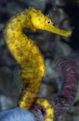 Birmanie - Mergui - 2018 - DSC03297 - Tigertail seahorse - Hippocampe a queuu tigree - Hippocampus comes